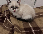 Кошки в Ростове-на-Дону: Котята девочки Девочка, 10 000 руб. - фото 3