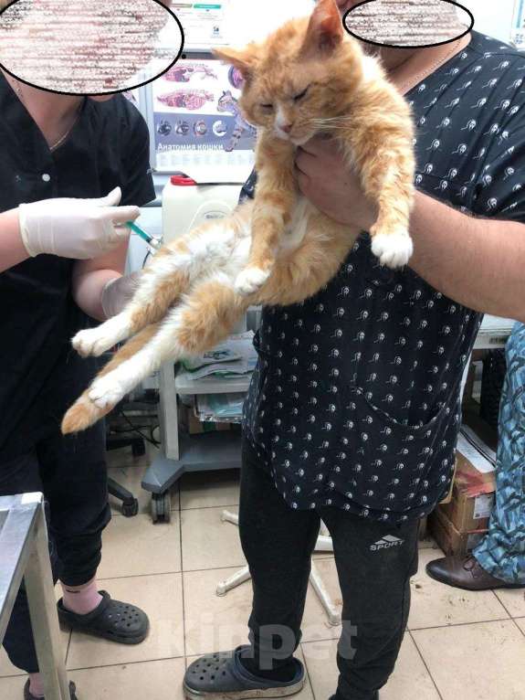 Кошки в Дмитрове: Поддержите котика Степу. Мальчик, Бесплатно - фото 9