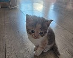 Кошки в Краснодаре: Отдам даром котят Разнополые, Бесплатно - фото 7
