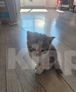Кошки в Краснодаре: Отдам даром котят Разнополые, Бесплатно - фото 7