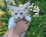 Кошки в Новосибирске: Котята мейн кун Девочка, 50 000 руб. - фото 3