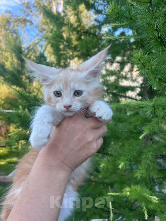 Кошки в Новосибирске: Котята мейн кун Девочка, 50 000 руб. - фото 3