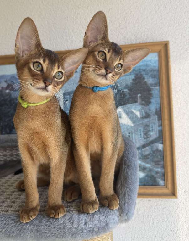 Кошки в Санкт-Петербурге: Абиссинский котенок с документами, мальчик  Мальчик, 35 000 руб. - фото 3