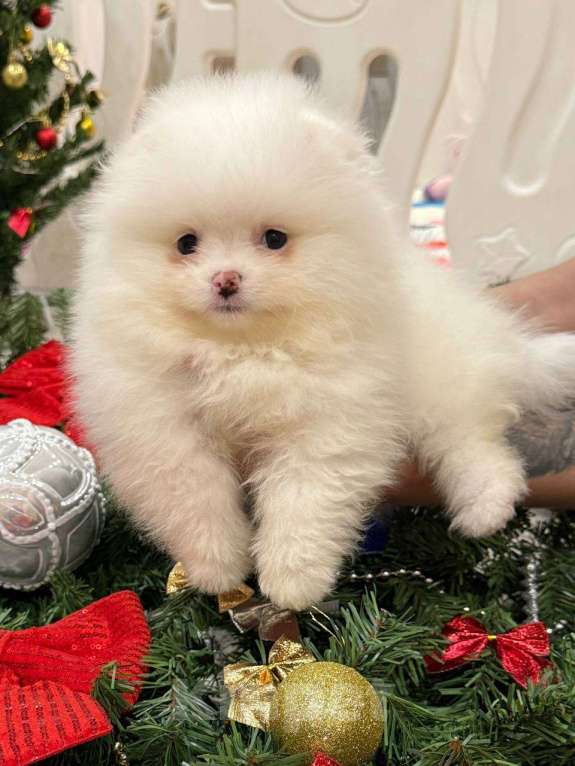 Собаки в Перми: Щенок померанского шпица Девочка, 60 000 руб. - фото 4