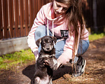 Собаки в Москве: Маленький щенок в поисках семьи Мальчик, Бесплатно - фото 9