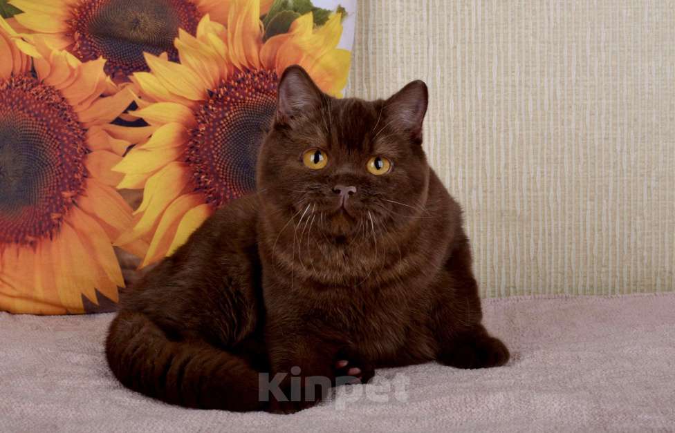 Кошки в Санкт-Петербурге: Британский шоколадный котик Мальчик, 45 000 руб. - фото 10