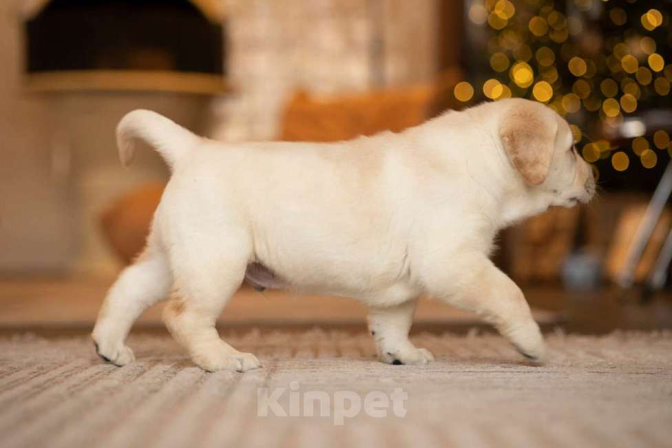 Собаки в Санкт-Петербурге: IRISLAV YEAR WINNER Мальчик, 200 000 руб. - фото 6