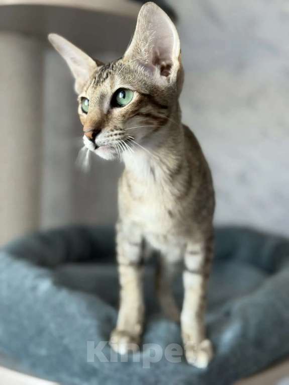 Кошки в Рязани: Ориентальный котенок Девочка, Бесплатно - фото 2