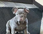 Собаки в Москве: продаю щенка французского бульдога Мальчик, Бесплатно - фото 1