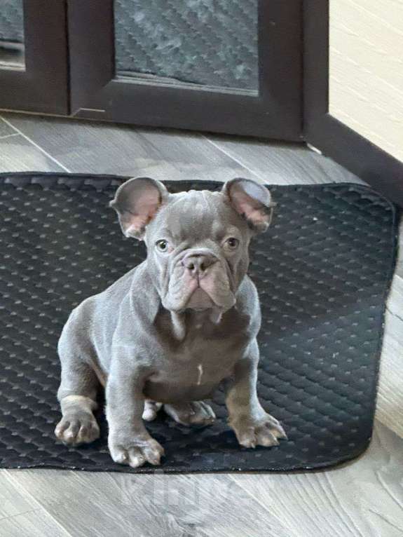 Собаки в Москве: продаю щенка французского бульдога Мальчик, Бесплатно - фото 1