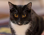 Кошки в Москве: Котик Фрасимах ищет маму и папу.  Мальчик, Бесплатно - фото 3