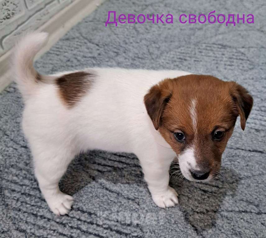 Собаки в Усинске: Джек Рассел терьер Девочка, 30 000 руб. - фото 2