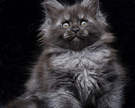 Кошки в Видном: Девочка мейн-кун черный дым Девочка, 95 000 руб. - фото 4