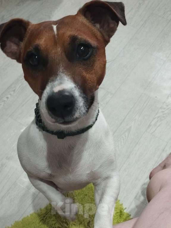 Собаки в Красноярске: Джек рассел вязка Мальчик, 10 руб. - фото 1