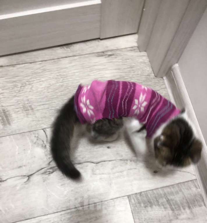 Кошки в других городах Крыма: Маленькое спасенное счастье ищет добрый  дом  Девочка, Бесплатно - фото 5