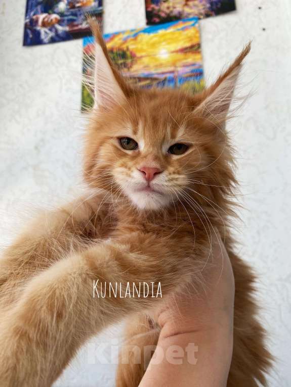 Кошки в Екатеринбурге: котенок мейн-кун Девочка, 35 000 руб. - фото 5