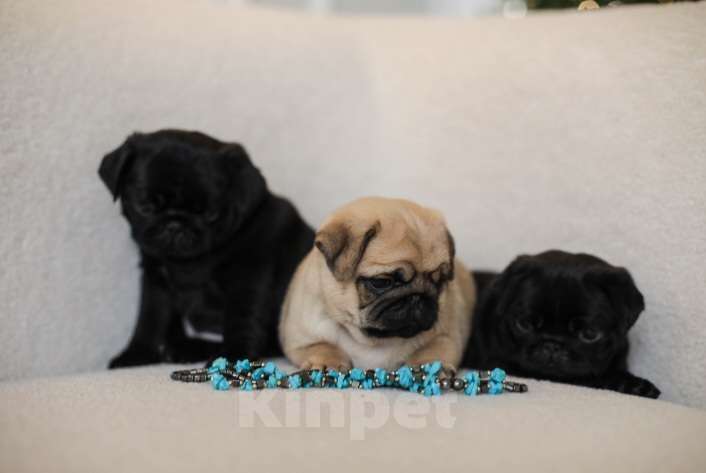 Собаки в Ростове-на-Дону: Щенок мопс Девочка, Бесплатно - фото 1