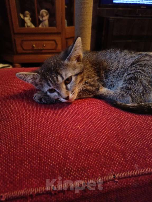 Кошки в Уфе: Котёнок Девочка, Бесплатно - фото 2