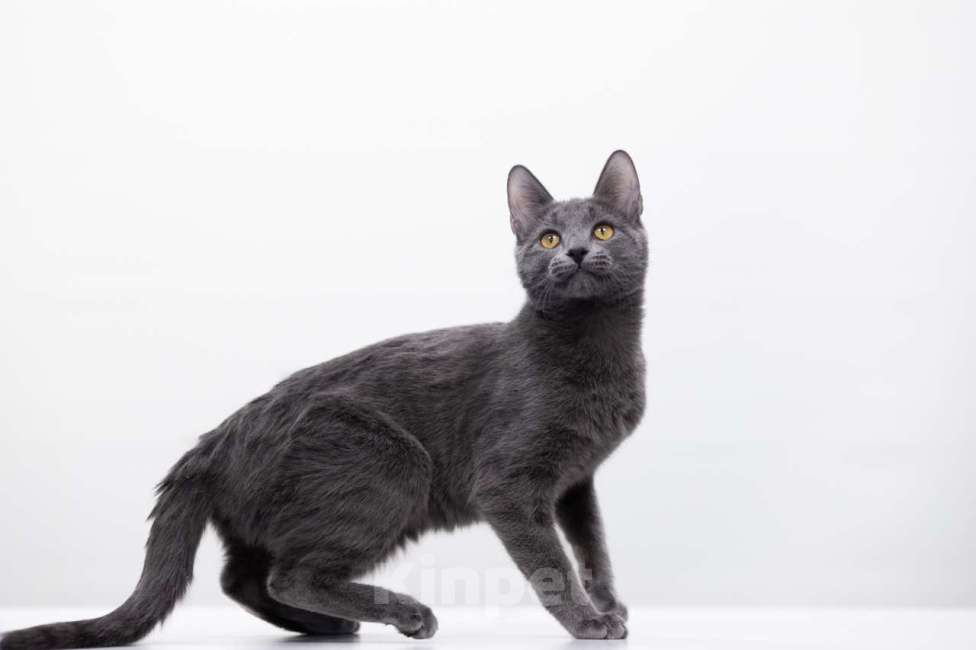 Кошки в Москве: Алекса Девочка, Бесплатно - фото 3