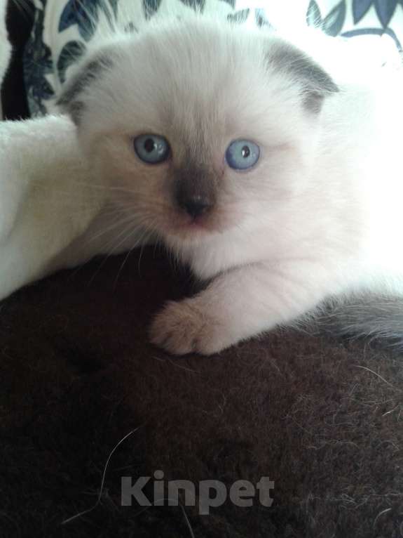 Кошки в Москве: Шотландские вислоухие котята Мальчик, 12 000 руб. - фото 7