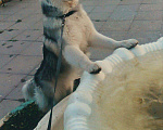 Собаки в Москве: Хаски на вязку, Бесплатно - фото 2
