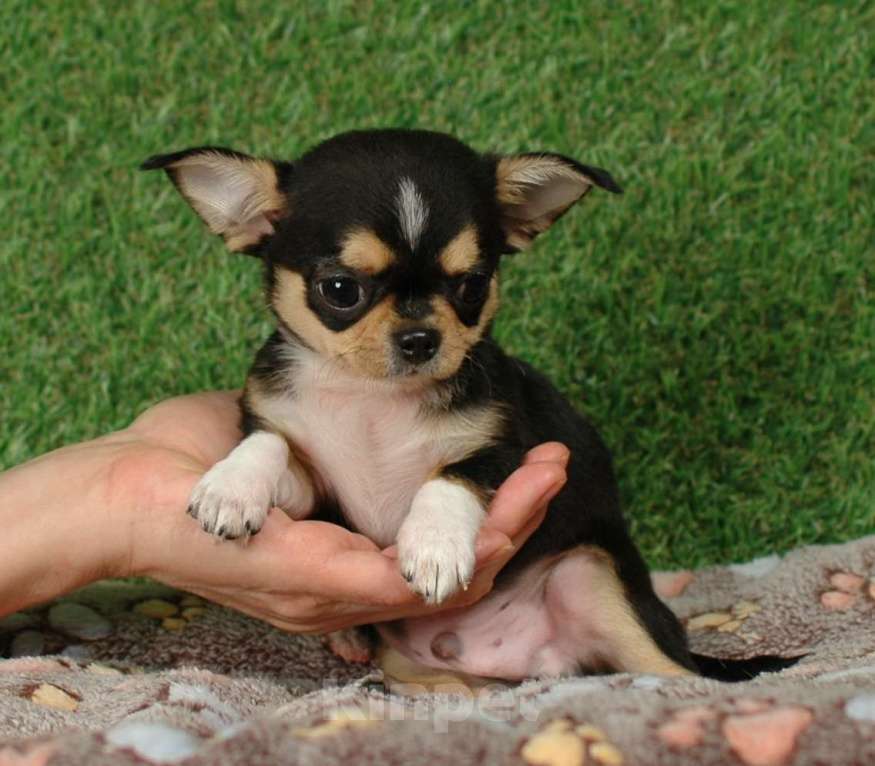 Собаки в Москве: Мини мальчик чихуа Мальчик, 15 000 руб. - фото 4