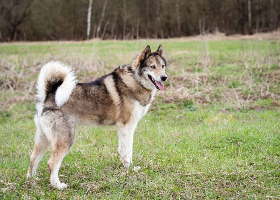 Собаки в Москве: Весёлый, активный породистый Лайк оказался в приюте и ждёт свою семью Мальчик, Бесплатно - фото 10