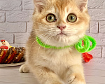 Кошки в Екатеринбурге: Брутальный британский кот золотая шиншилла Мальчик, Бесплатно - фото 1