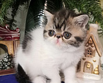 Кошки в Казани: котята - экзоты Мальчик, 30 000 руб. - фото 3