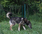 Собаки в Москве: Бон Мальчик, Бесплатно - фото 2