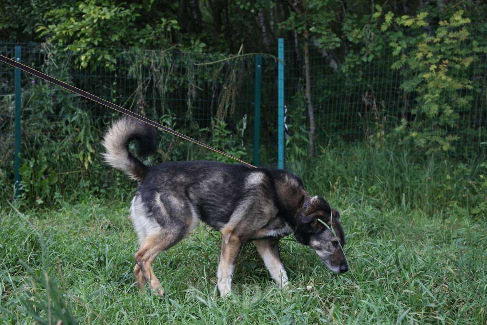 Собаки в Москве: Бон Мальчик, Бесплатно - фото 2