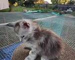 Кошки в Астрахани: Котята мейн-кун Разнополые, 20 000 руб. - фото 3