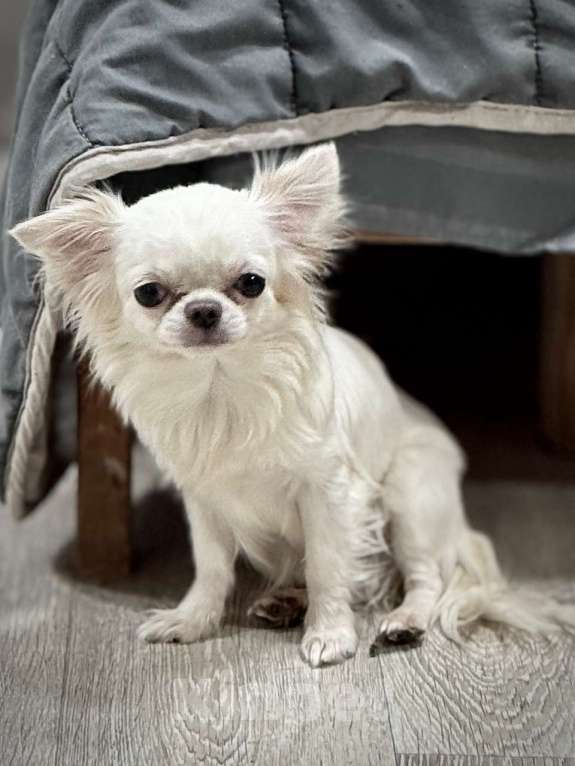 Собаки в Великом Новгороде: Мини девочка  Девочка, 35 000 руб. - фото 4