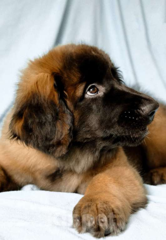 Собаки в Йошкаре-Оле: Продажа щенка Девочка, Бесплатно - фото 4