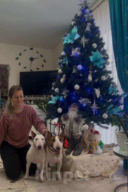 Собаки в Москве: миниатюрный бультерьер щенки Мальчик, Бесплатно - фото 9