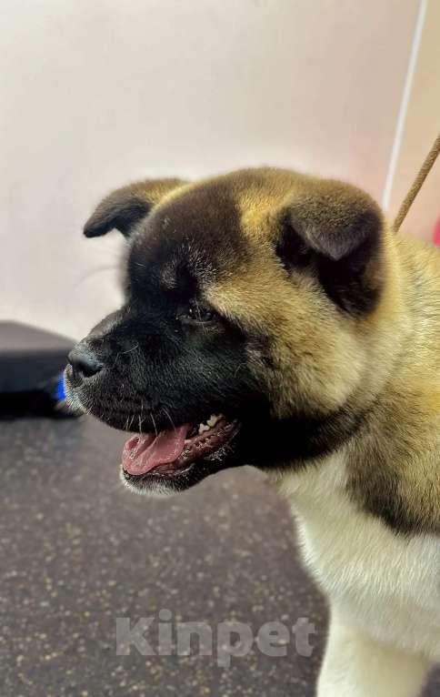 Собаки в Москве: Шикарная девочка Американской Акиты Девочка, 60 000 руб. - фото 2