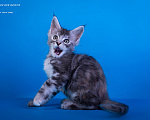 Кошки в других городах Карелии: Котенок мейн-кун девочка Девочка, 45 000 руб. - фото 3