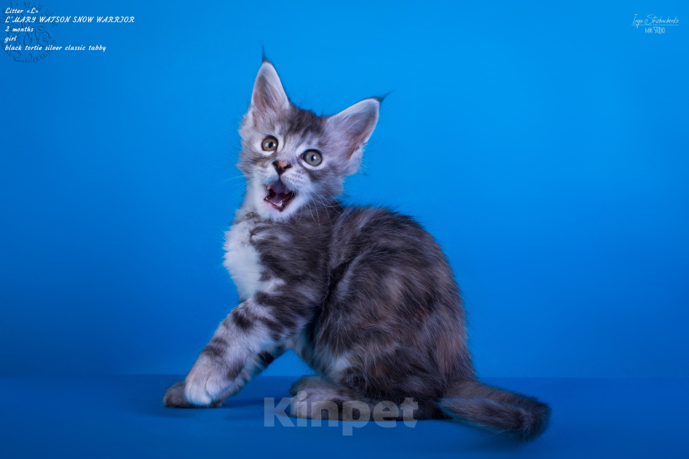 Кошки в других городах Карелии: Котенок мейн-кун девочка Девочка, 45 000 руб. - фото 3