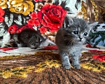 Кошки в Краснослободске: Китти Девочка, 5 руб. - фото 3
