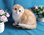 Кошки в Санкт-Петербурге: Котята фолд и страйт Мальчик, 50 000 руб. - фото 2