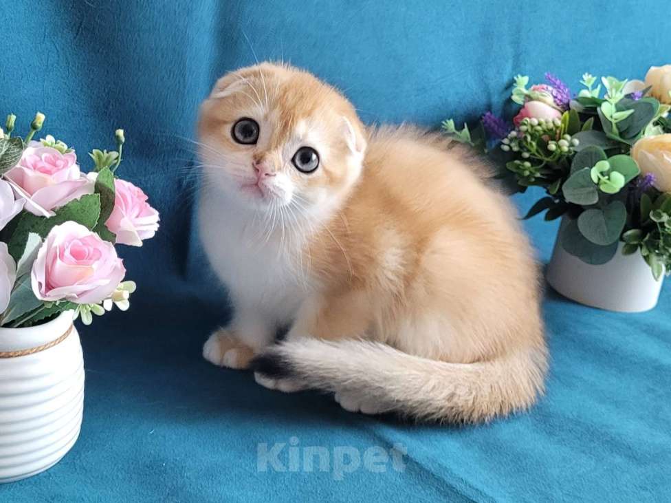 Кошки в Москве: Котята фолд и страйт Мальчик, 45 000 руб. - фото 1