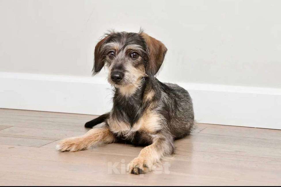 Собаки в Лосином-Петровском: Серафима якутенок ппбж Девочка, Бесплатно - фото 8