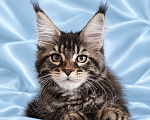 Кошки в Владимире: Котята мейн-кун Девочка, 85 000 руб. - фото 2