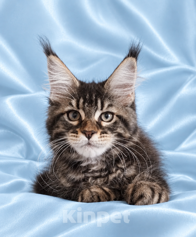 Кошки в Владимире: Котята мейн-кун Девочка, 85 000 руб. - фото 2