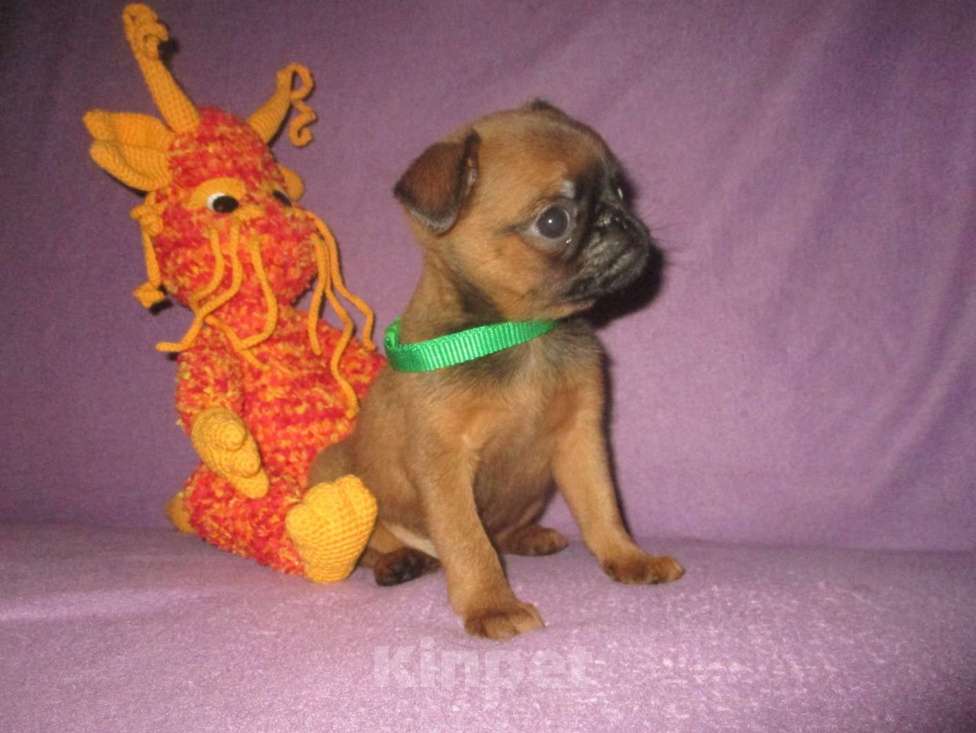 Собаки в Пскове: Щенок пти брабансон Мальчик, 45 000 руб. - фото 2