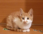 Кошки в Москве: Рыжая Апельсинка, котенок-девочка ищет дом Девочка, 1 руб. - фото 1