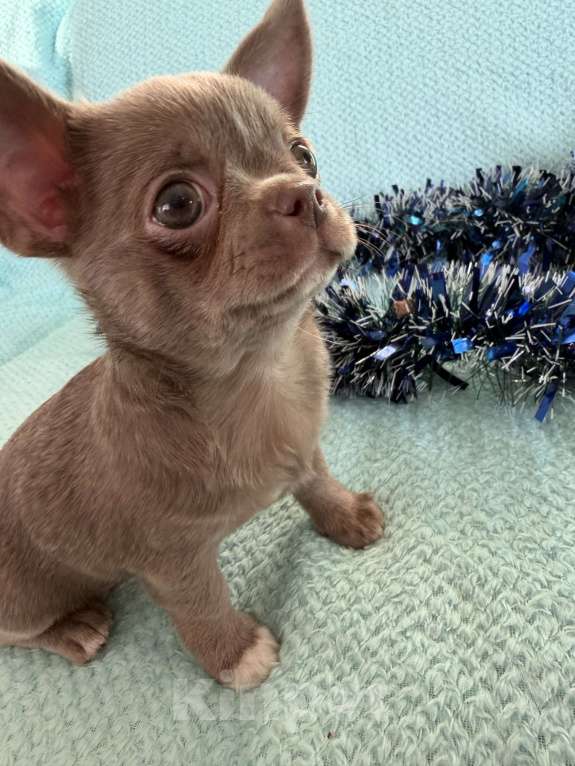 Собаки в Ижевске: Щенок чихуахуа Мальчик, 50 000 руб. - фото 6