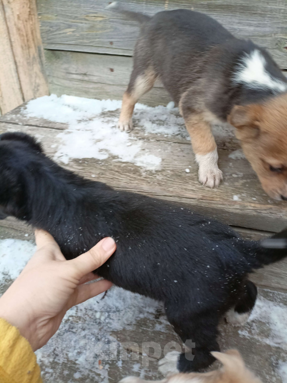 Собаки в других городах Свердловской области: Щенки ищут хозяев  Девочка, Бесплатно - фото 3
