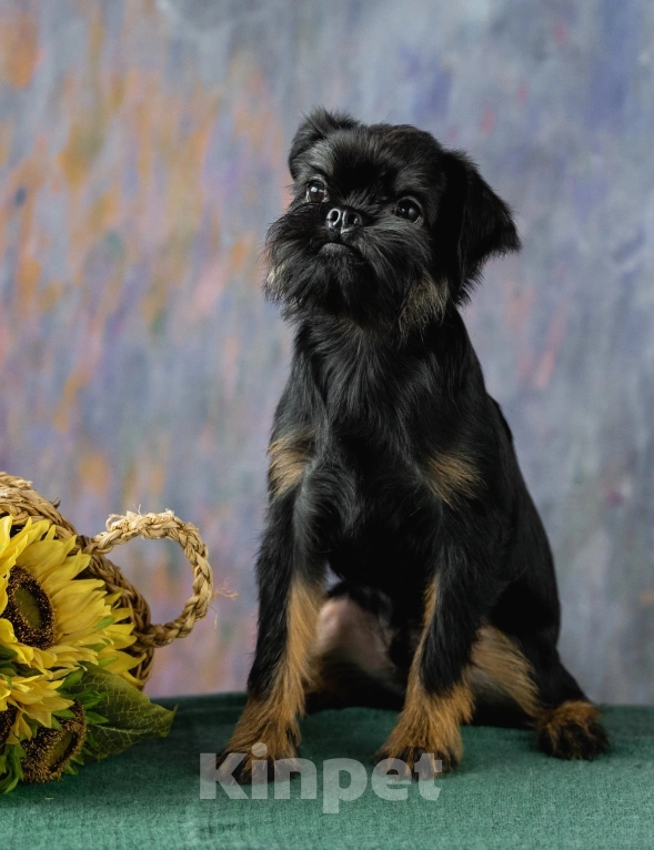 Собаки в Калининграде: Мальчик 2 Мальчик, 50 000 руб. - фото 3