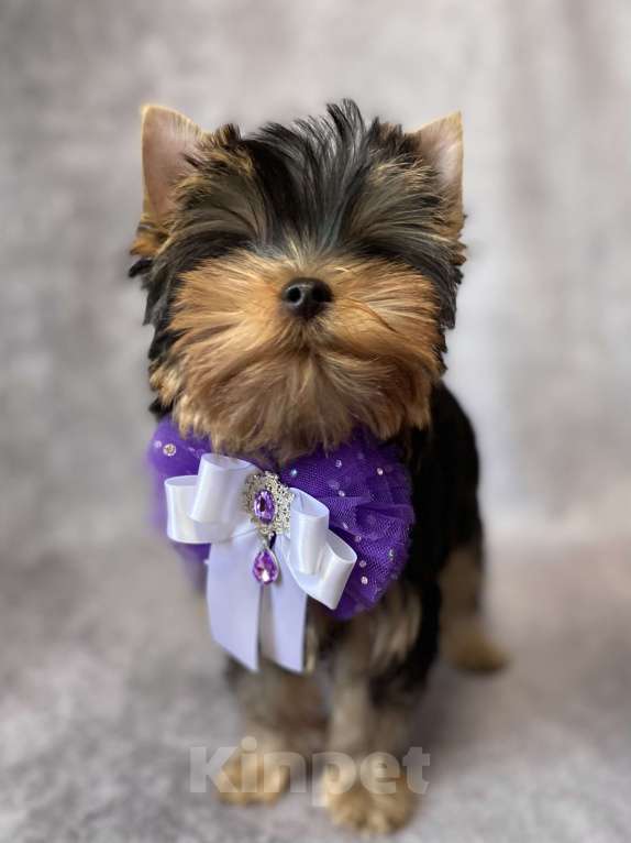 Собаки в Москве: Йоркширский терьер мальчик Мальчик, Бесплатно - фото 3